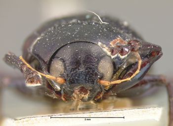 Media type: image; Entomology 9795   Aspect: head frontal view